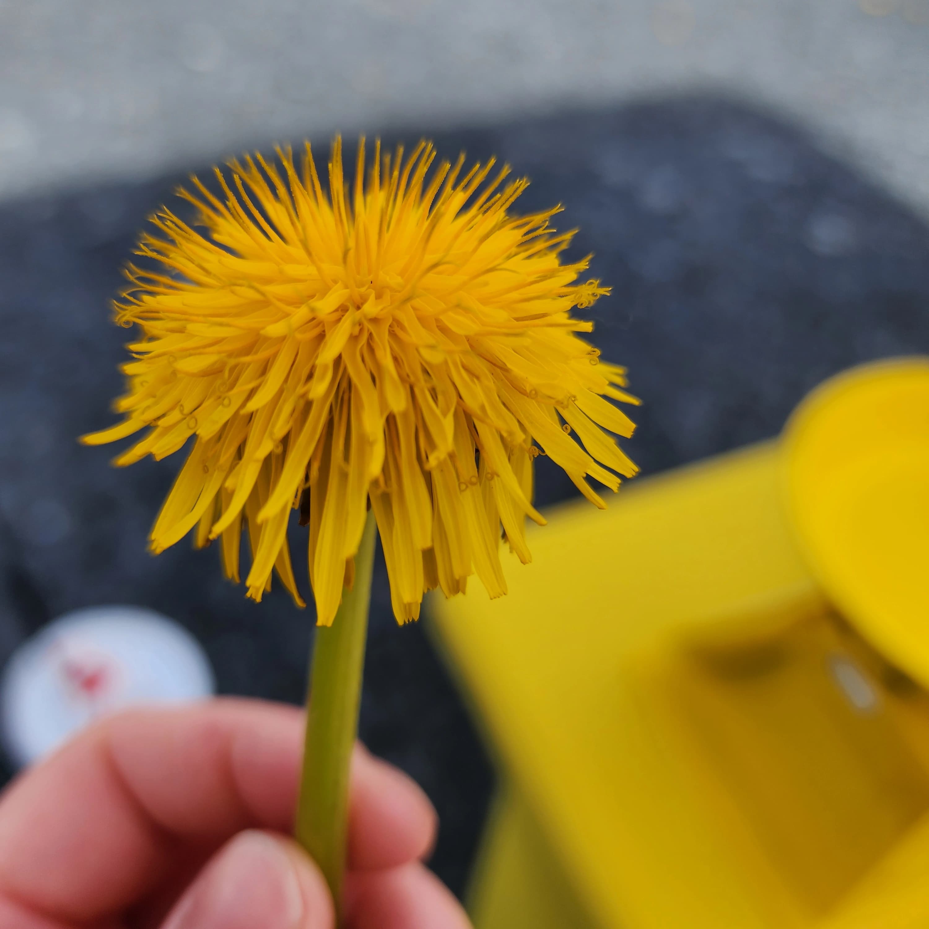 The Dandelion